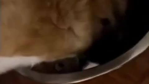 dog eats with his friend 😅 #shorts