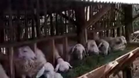 Sheep eating gress