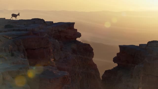 You Don't Need To Travel To Enjoy A Safari | BBC Earth Podcast Full Episode | BBC Earth