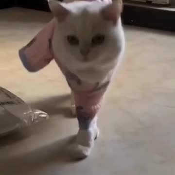 Fanny Cat Video and Cute Cat Video