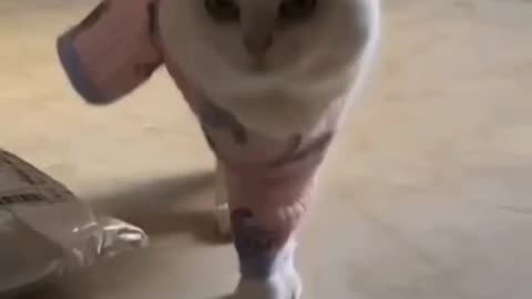 Fanny Cat Video and Cute Cat Video