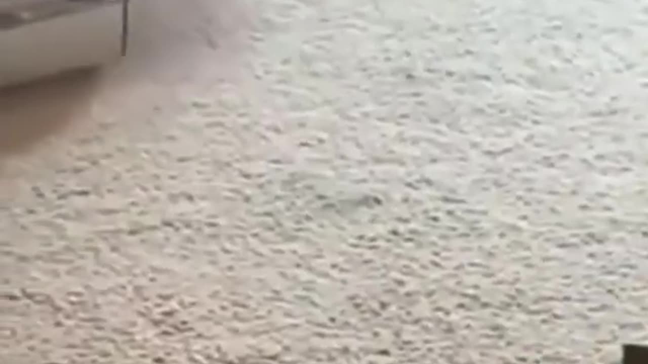 Funny Animals part 1 #cats #funnyvideos #animals #catvideos #funny #cute #dogs