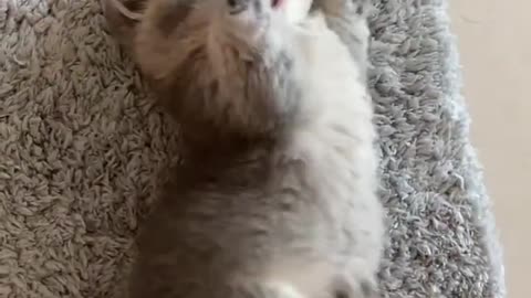 Cat beautiful
