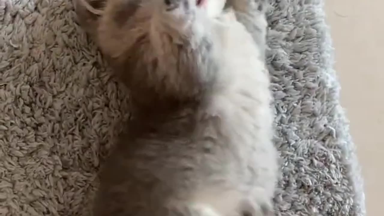 Cat beautiful