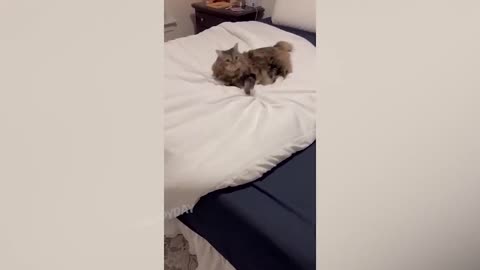 funny cats and dogs