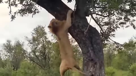 Dangerous 🦁 Wild animals