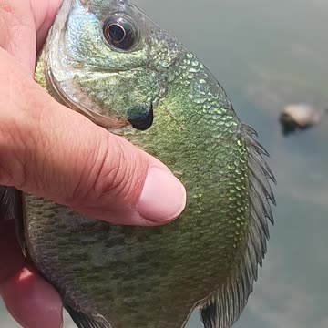 Bluegill on bread