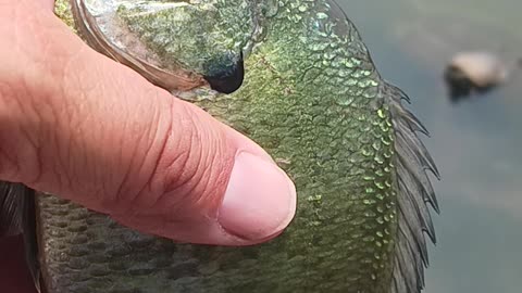 Bluegill on bread