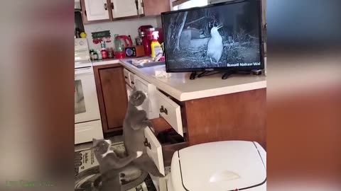 1 Hour of Funniest Cat Videos on the Planet