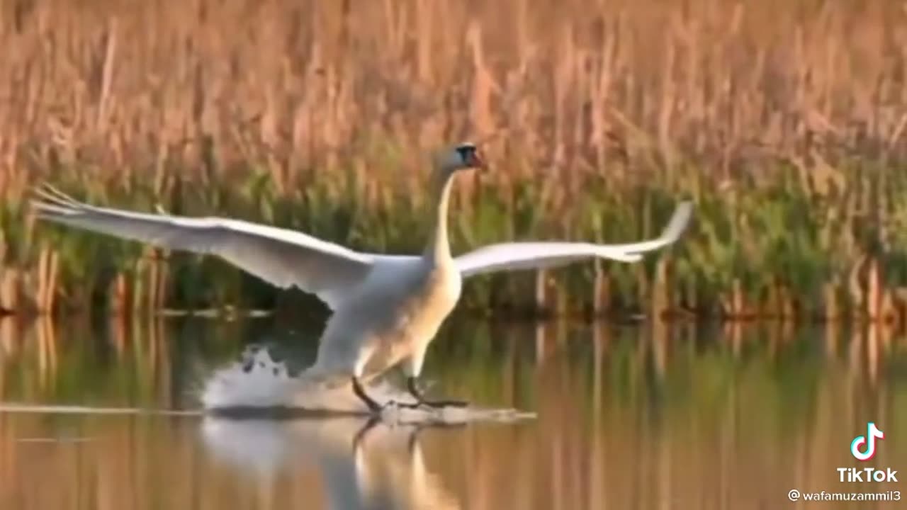 Perfect landings on water