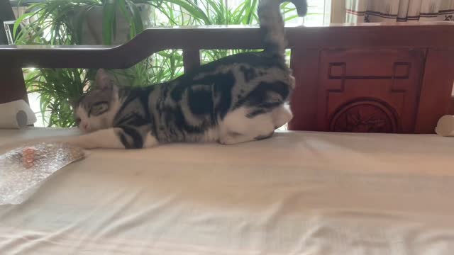 The cat is lying on its stomach and moving its butt all the time