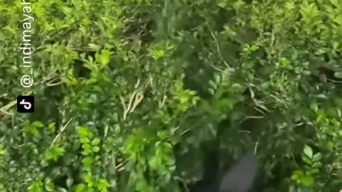 Funny Video try not to laugh
