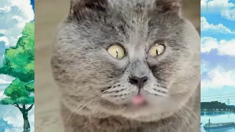 Lovely and funny animal videos keep you smiling!