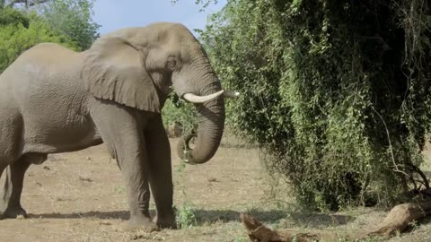 Nature Documentary