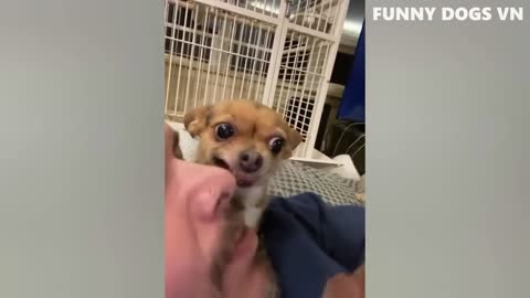 Funniest Animals Video - Funny Dogs And Cats - Try Not To Laugh Animals 2022