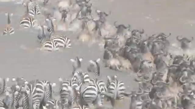Wildbeest vs zebra's