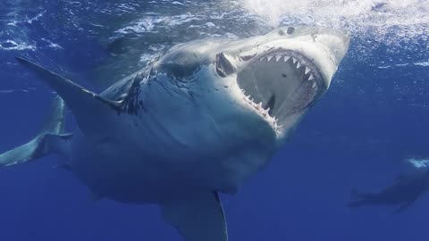 15 Ocean Creatures That Are Extremely Dangerous