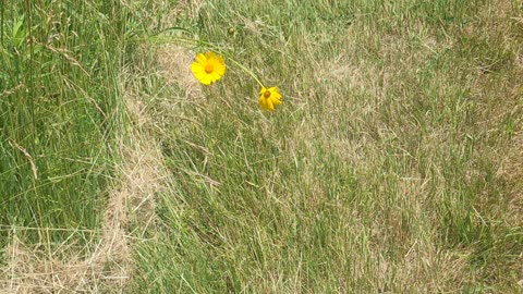 Beautiful flowers in a field. Nature :)