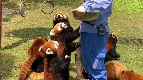 red pandas