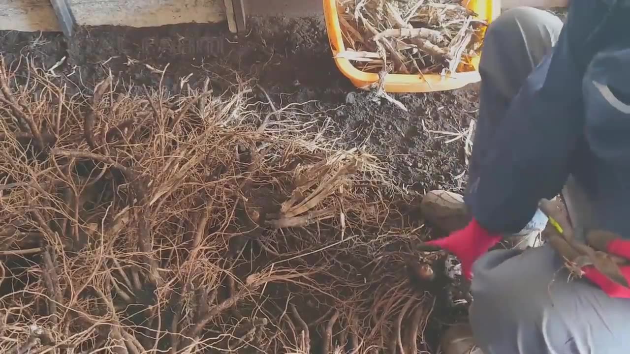 Japanese Mountain Asparagus Farming Underground Technique - Mountain Asparagus Harvesting