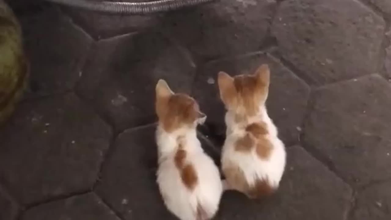 Twin Cute Cat | Part 2 #cat #cute #funny #videos
