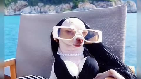 Niki Female Version 🐕🐕