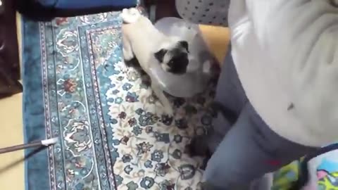 Top 10 dog barking vigeo