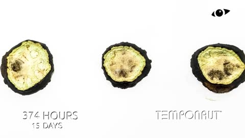 Eggplant Aubergine Timelapse