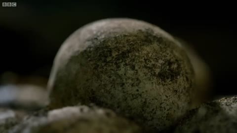 Hatching of Ancient Tuatara Reptiles _ Wild New Zealand _ BBC Earth