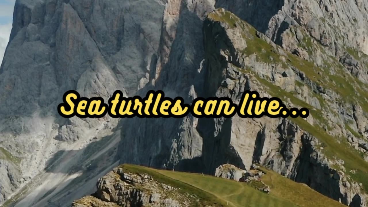 Animal Facts Sea Turtle Lifespan #shorts