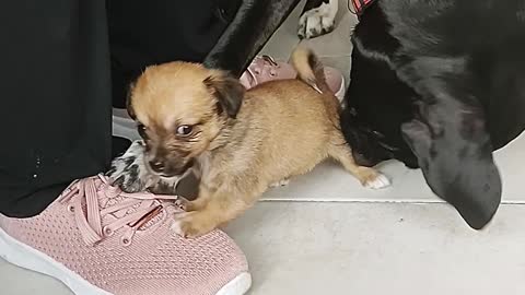 Big Dog Paws at Puppy