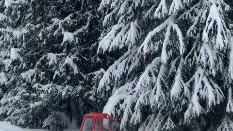 We found a Rare snow cat🐈