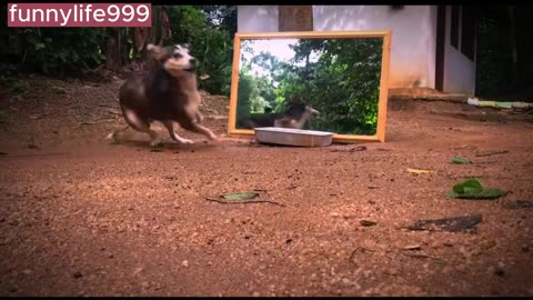 funny dog reactions