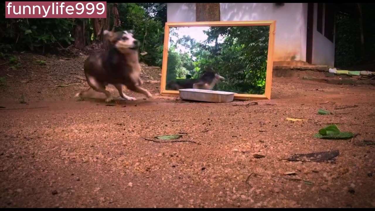funny dog reactions