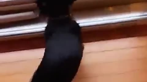 Funny Puppy and Dog videos