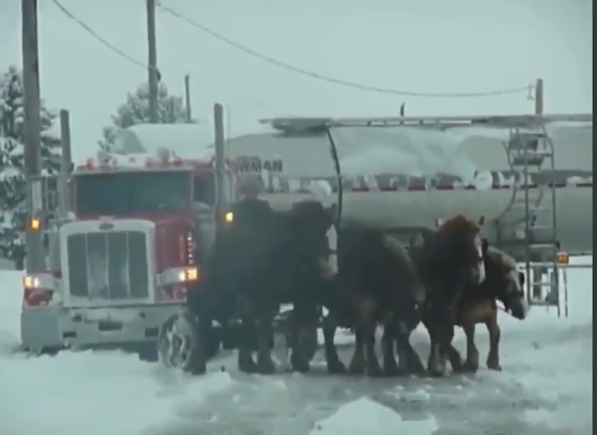 Canadian Truckers Freedom Convoy - Amish Clydesdale Team Help