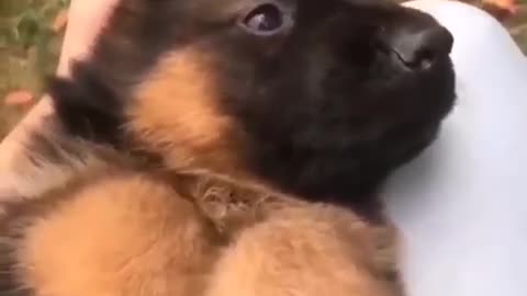 Playful German Shepherd puppy