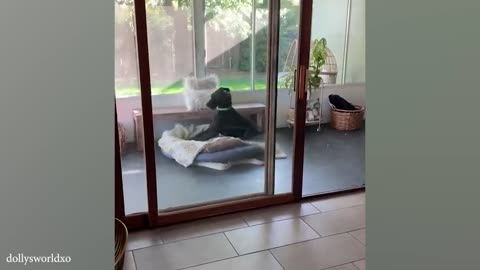 funny animal videos