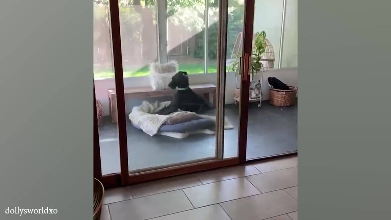 funny animal videos