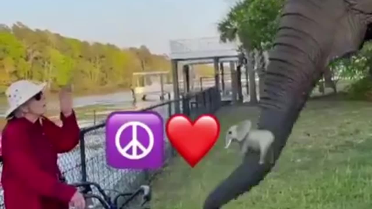 Funny Videos, Laugh Out Loud