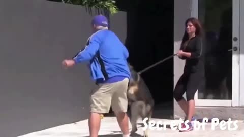 how to anger your dog by hidden equipment