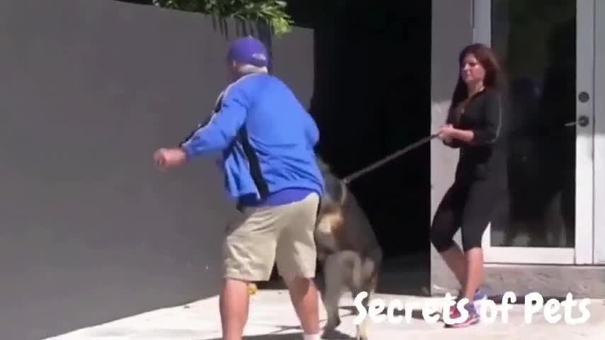 how to anger your dog by hidden equipment