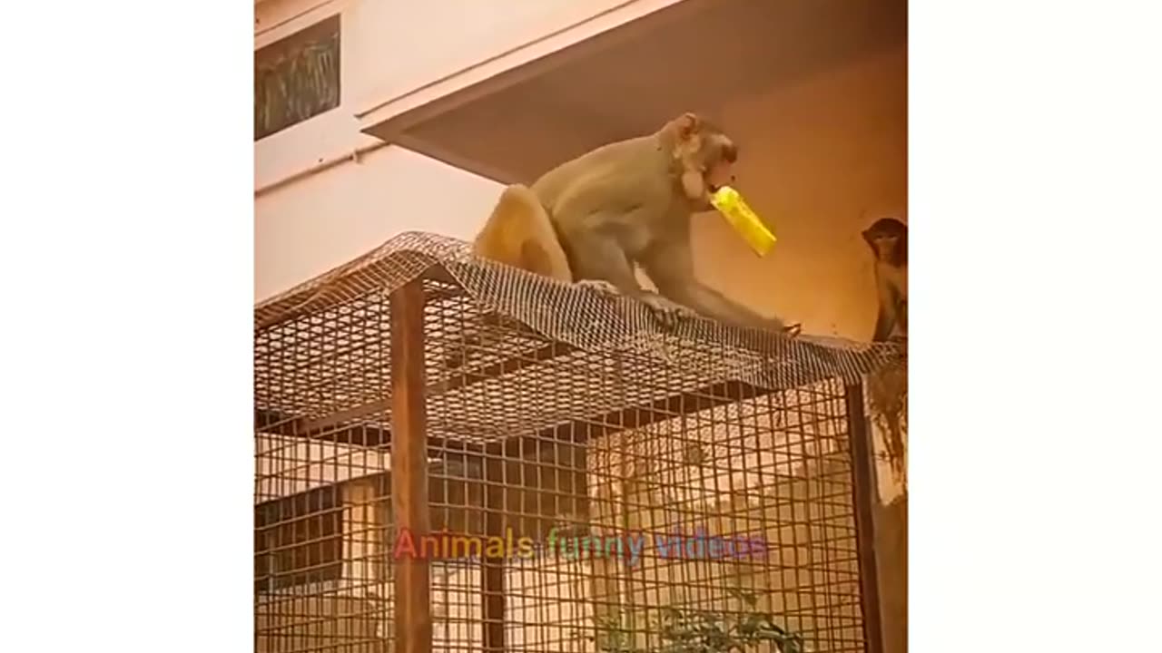 Monkey funny Videos