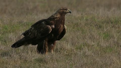 BALD EAGLE VS GOLDEN EAGLE - Which is more powerfull?