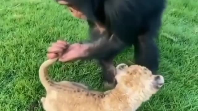 Chimpanzee Full Masti with Lion cub