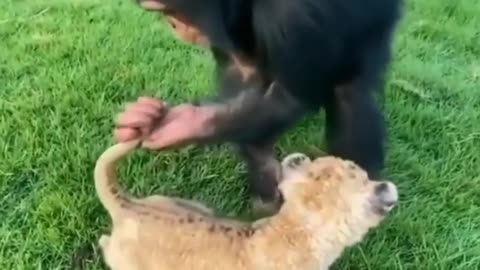 Chimpanzee Full Masti with Lion cub