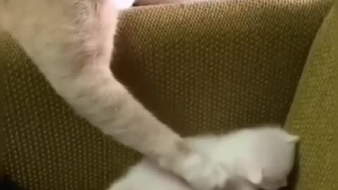 Cats Doing Cat Thing