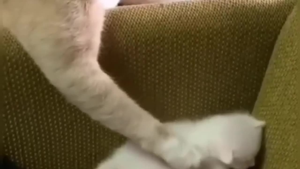 Cats Doing Cat Thing