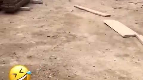 Funny moment of cute pet's