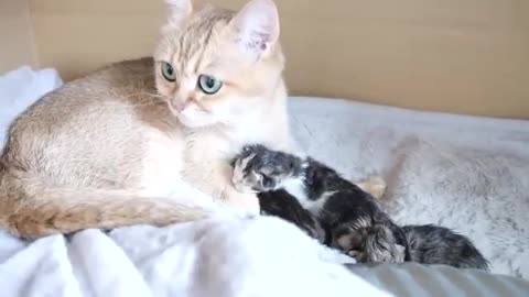 Cute little cats drink breast milk